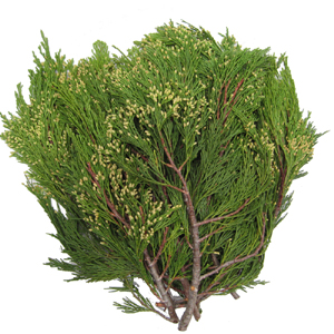 Incense Cedar - 3lb Christmas Greens